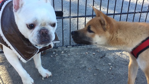 Shiba Inu puppy completely obsessed with French Bulldog's outfit