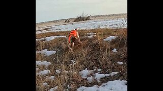 Colorado Pheasant Hunting | This bird nearly hit me