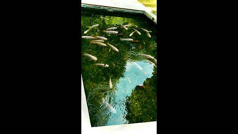 Fish swimming in pool