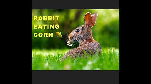 Hop to it ! Why Rabbit can't resist chomping on corn