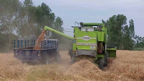 wheat harvesting