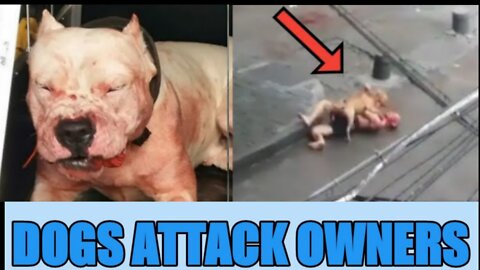 When dogs atteck owners 😱😱 || Hazardous dogs attack's on streets, bite's Humans & Kids |