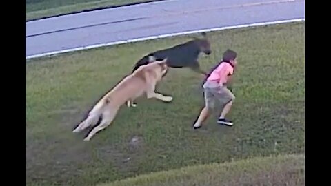 Heroic German Shepherd Saves Six-Year-Old from Dog Attack! 🐕👦❤️