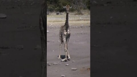 A Sad Encounter with An Injured Giraffe!🤔#shorts #safari #travel #travelling