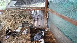 Black Duck ( Wild Duck) got in the night pen with the ducks and chickens last night