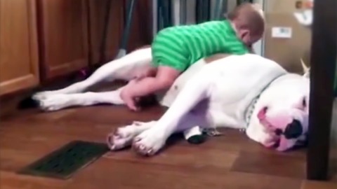 When babies and dogs play together, things get ridiculously cute