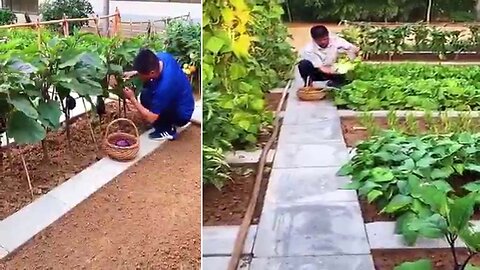 how to easiest way to cultivate vegetables at home In just a few simple steps tips and tricks