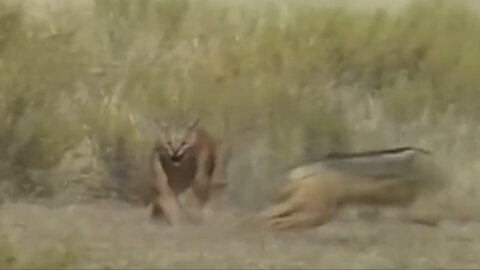 The Caracal cat's toughness in hunting prey