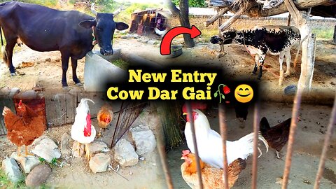 Cow Dar Gai 🤫New Entry in My Mini Zoo😍 |Mubashir Pets Routi