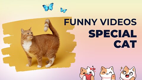 Funny videos | Special Cat | Funny Animals