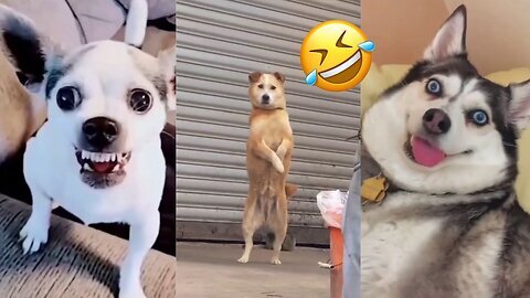 Funny Animal Videos||Funny cats and dogs||#2