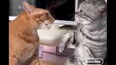 funny cats different meowing🤣 trending video