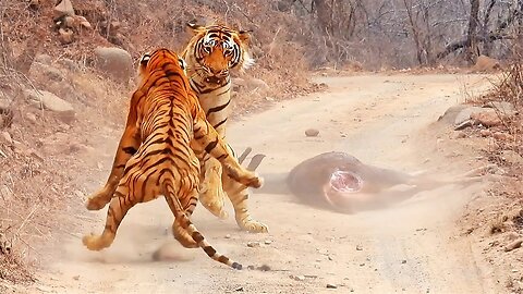 Tigress Tries Stealing Huge Male's Meal