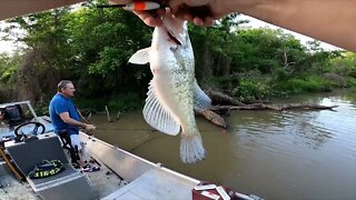 Spawning creek crappie, crappie fishing bobber and jig, no electronics, muddy water 1 hour trip