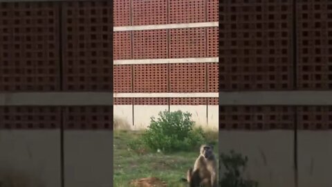 Baboons-enjoying Themselves🤪😂🤦✋🏻#shorts #animallover subscribe for more