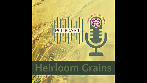 Talking Plants Garden Chat - Heirloom Grains