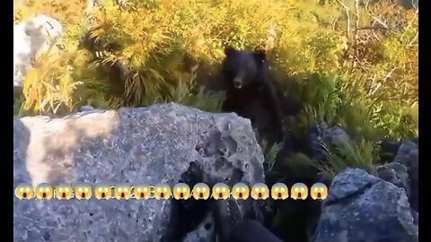 Bear attacks Climber 🐻🐻🐻🤯🤯🤯🫣🫣🫣
