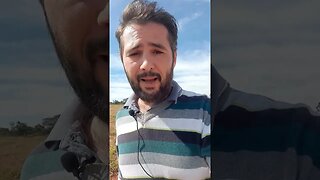 Acidente na rede elétrica, morreram 9 vacas