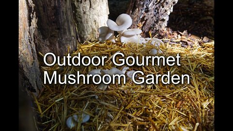 Blue Oyster Mushroom Garden