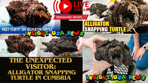 The Unexpected Visitor: Alligator Snapping Turtle in Cumbria