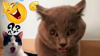 Try not to Laugh Pets Funny Animals - Funny Cats😻 and Dogs🐶 - [cat speaking?] 🤣#37