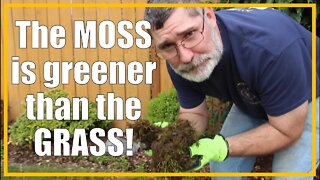 KILL the Moss in your Lawn! | Easy Removal in just a FEW days! | 2021/27