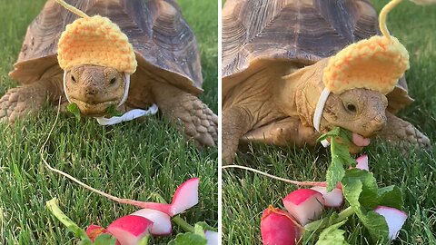 Cute Tortoise Sniffs And Crunches Radishes In Orange Flower Hat