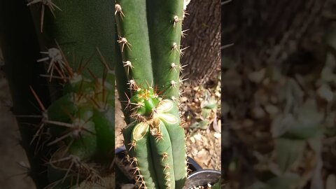 Weird Insect Makes it's Coat out of Debris on Peruvian to San Pedro Cactus