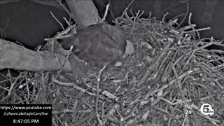 Avon Lake Bald Eagles lay first egg of the season