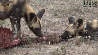 Endangered Species | Painted Dogs Playing And Feeding In Africa