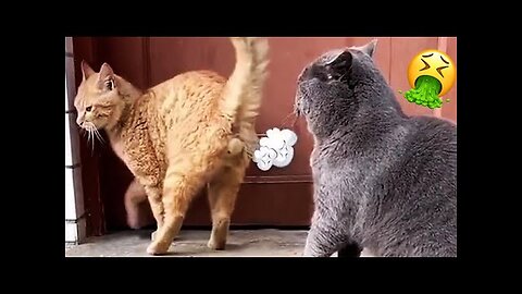 Best Funny Animal Videos Of The 2023 🤣 - Funniest Cats And Dogs Videos 😺😍😂🐶 Funny cat & dog videos 😍