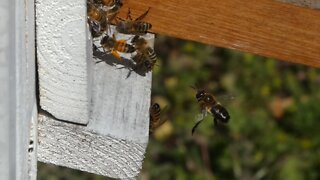 BEES IN SLOW MOTION