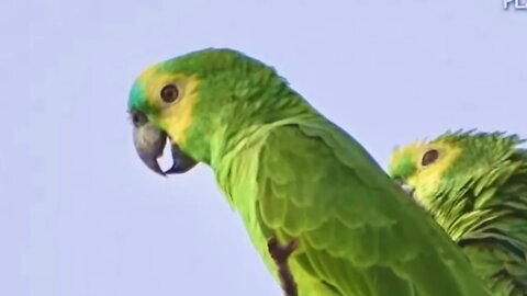 Papagaio Falando, Som de Papagaio, Dá o Pé Loro!
