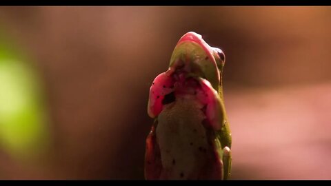 Tree frog sitting on window close up