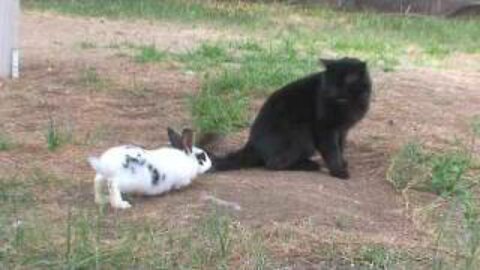 Funny Bunny chases a cat