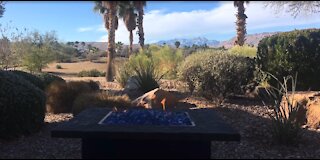 Thanksgiving in Nevada | Vlog