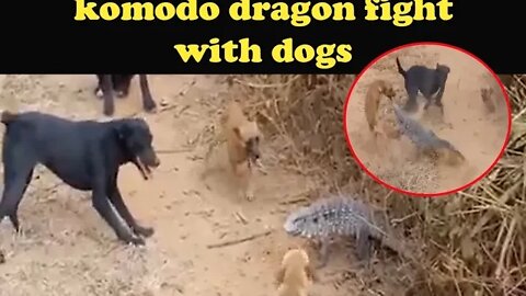 komodo dragon fight with dogs