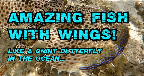 Fish with wings: The flying gurnard
