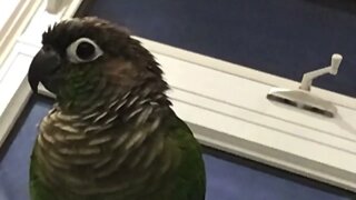 My bird, but he is zoomed in on