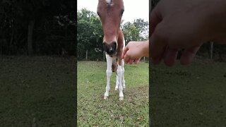 Cavalinho ( Potrinho), Desconfiado . Haras e Confinamento Profeta #shorts