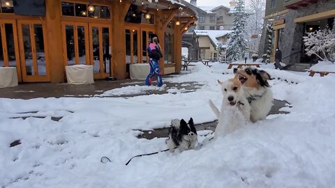 Ares turns ski resort into a dog park, Lucky an Aussie