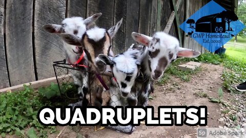 Four Goat Kids Born on My Birthday! Birth Caught on Camera | 2021 Kidding – Part 1