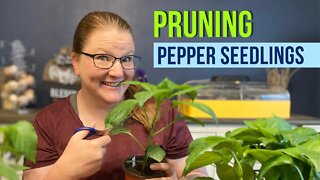 Get More Peppers This Year!!! | Pruning Your Pepper Seedlings