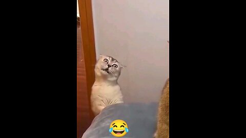 cute_cat_fun_Amazing_Sounds_funni__cats🤣🤣🤣🤣