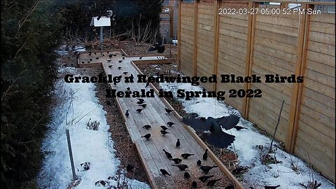 Grackles and Redwinged Black Birds Herald in Spring 2022