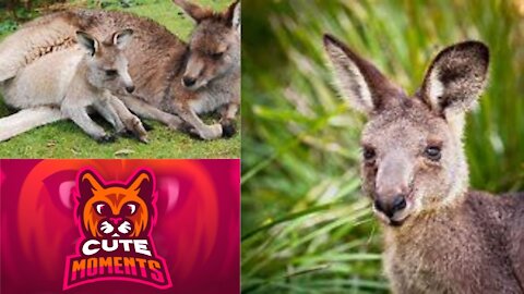 Baby Kangaroo Compilation | Funny Kangaroo Video