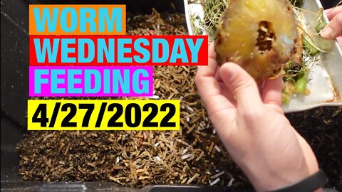 Worm Wednesday Feeding! Worm chow bin getting food scraps.