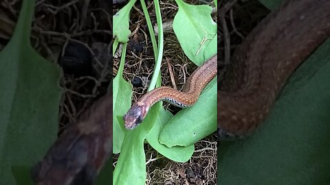 Snake with one working eye