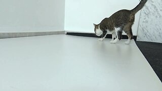 Cat Smells Food on the Floor