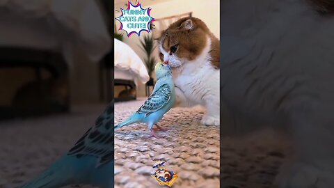 #shorts# funny cats and cute!!!🤣🤣🤣🐈#funny cats,funny,cats,cute cats! funnyanimalvideo